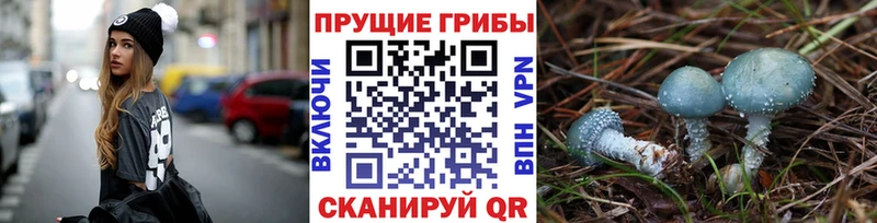 Псилоцибиновые грибы GOLDEN TEACHER цены Белгород